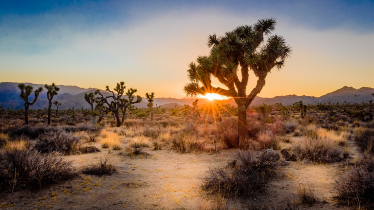 California Wildfire Legal Response: Executive Orders, CEQA Exemptions, and Rebuilding Guidelines
